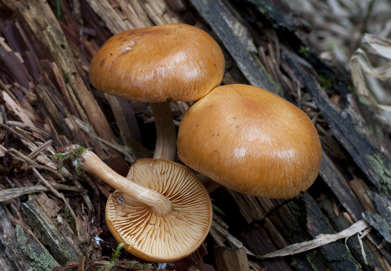 Gymnopilus penetrans